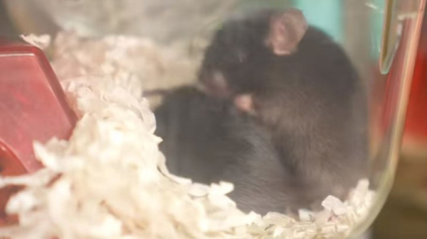 仁信配资 小鼠“出征”太空，在太空做人类不敢想的事